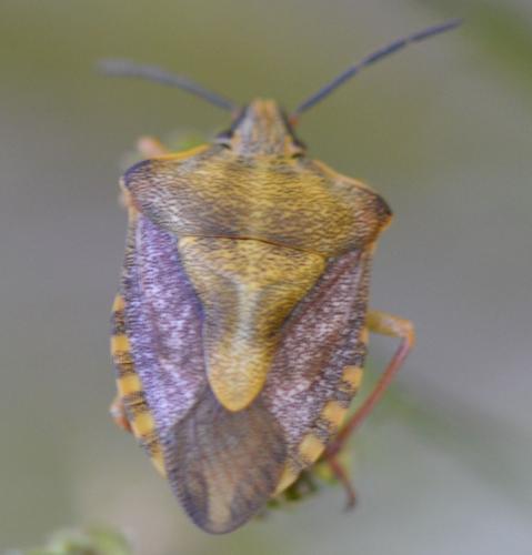 Carpocoris purpureipennis